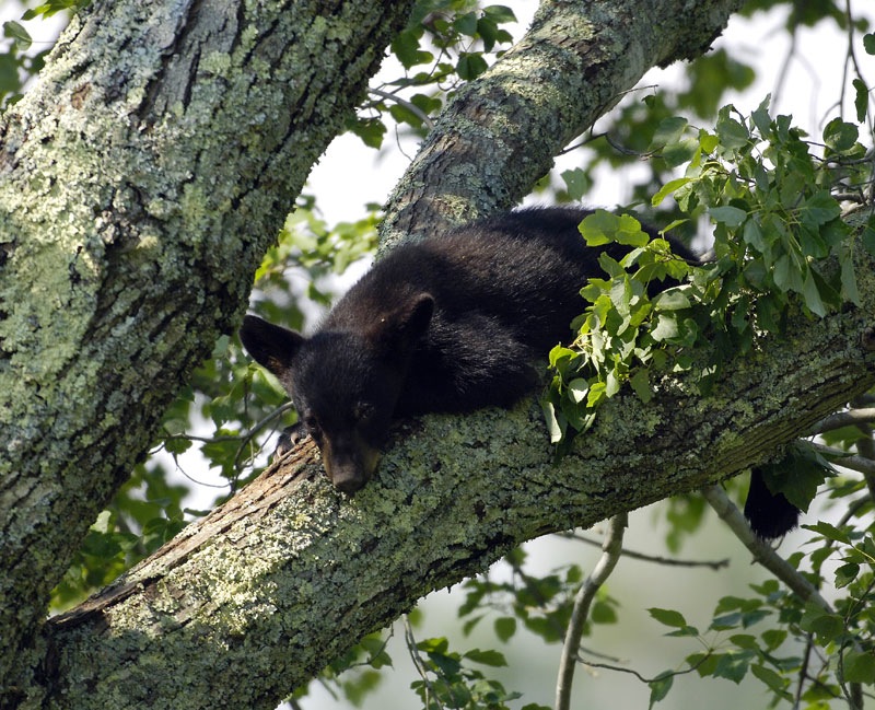 black bear